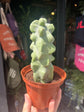 Pachycereus (Lophocereus) schottii &
