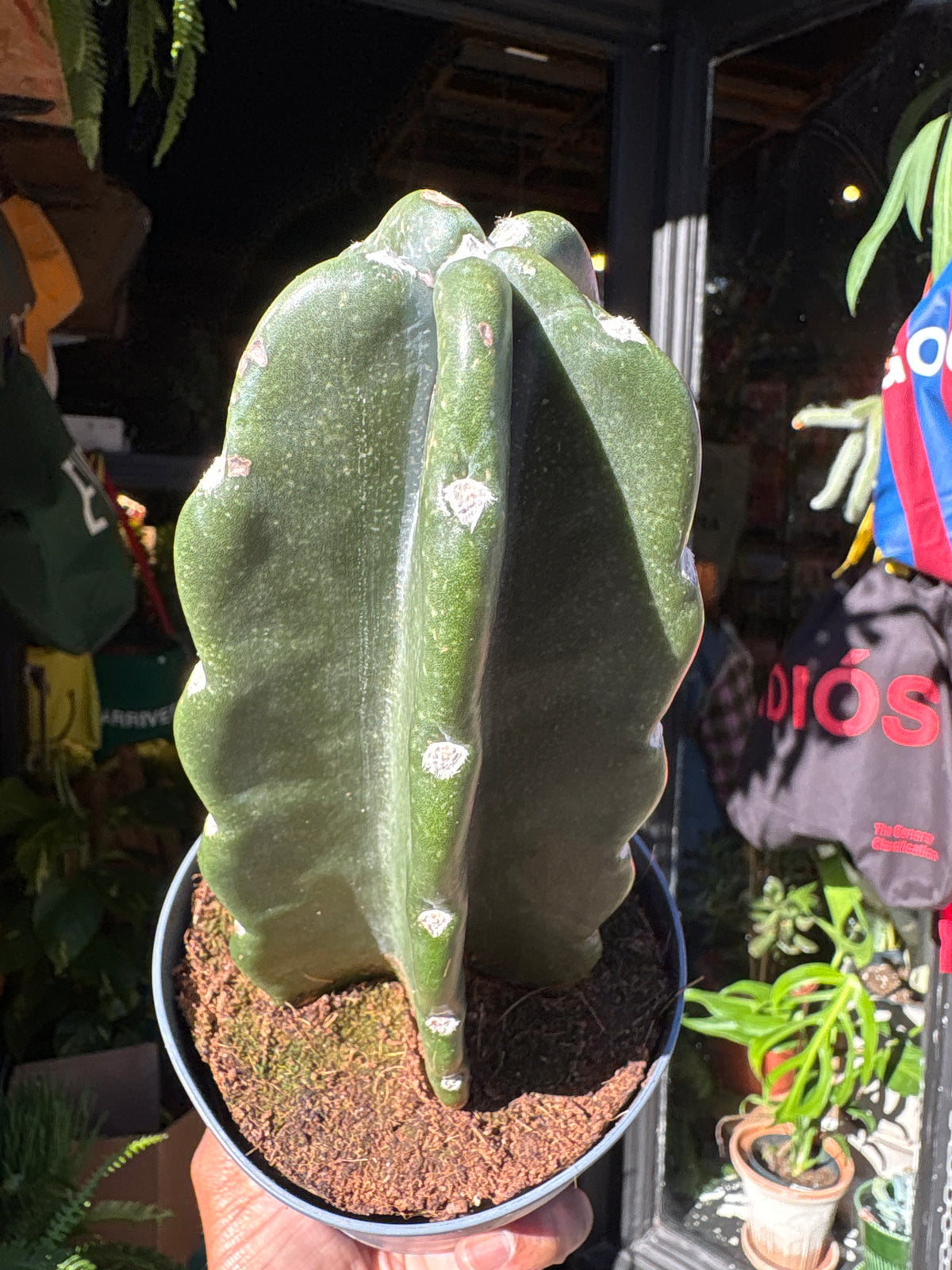 Cereus jamacaru | 12cm pot