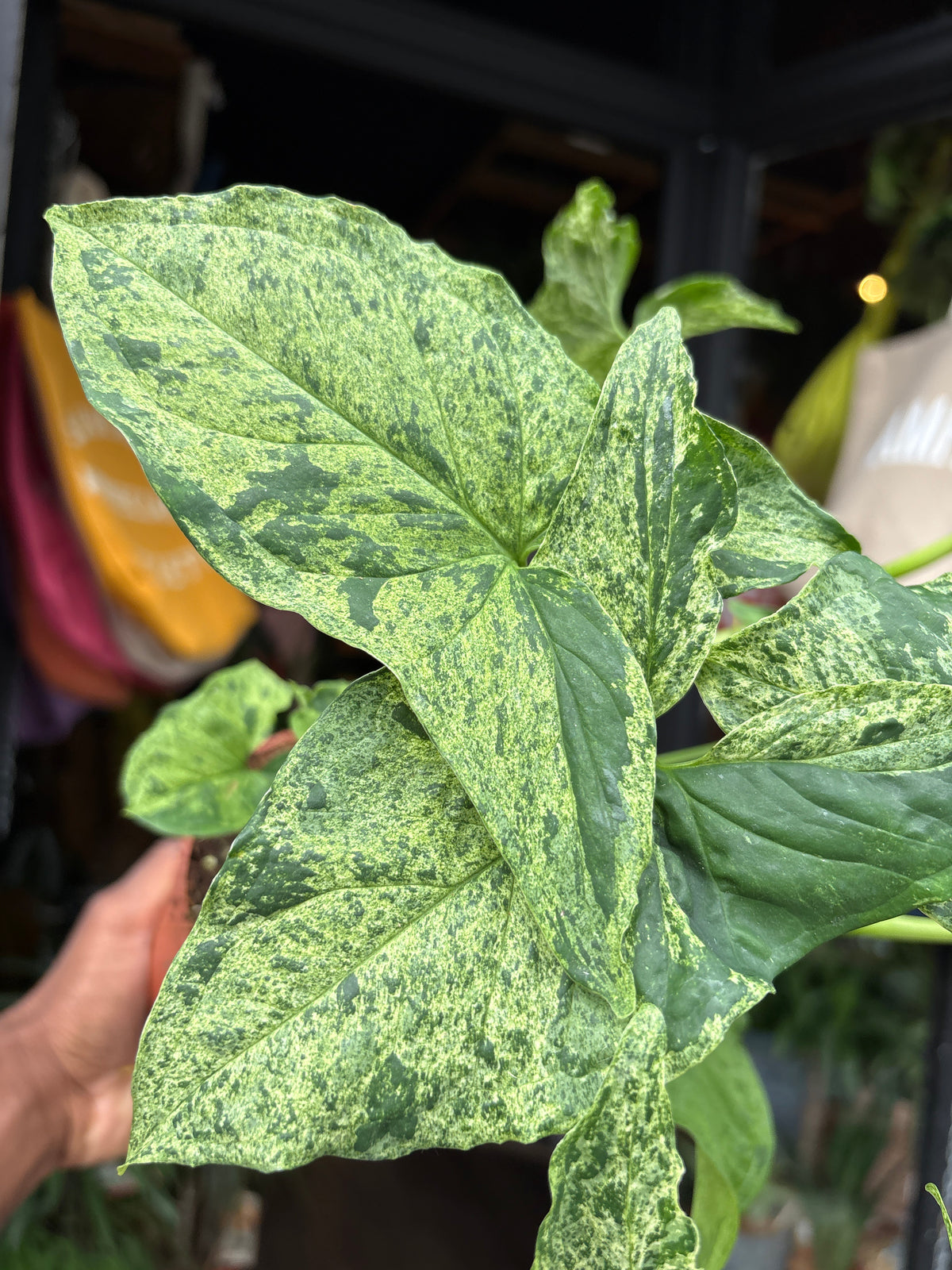 Syngonium podophyllum ‘Mottled’ | 12cm pot