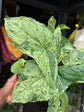 Syngonium podophyllum ‘Mottled’ | 12cm pot