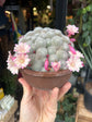 Rebutia ‘Celebration’ | 15cm pot