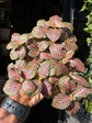 Fittonia Mistral | 8.5cm pot