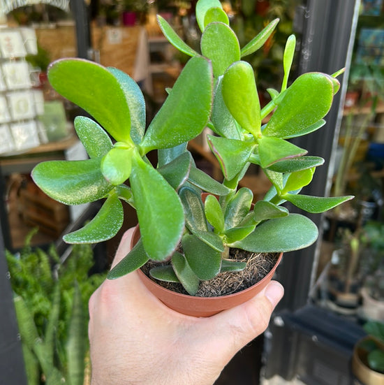 A Crassula Ovata, also known as a Jade plant in front of Urban Tropicana&