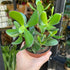 A Crassula Ovata, also known as a Jade plant in front of Urban Tropicana&
