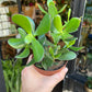 A Crassula Ovata, also known as a Jade plant in front of Urban Tropicana&