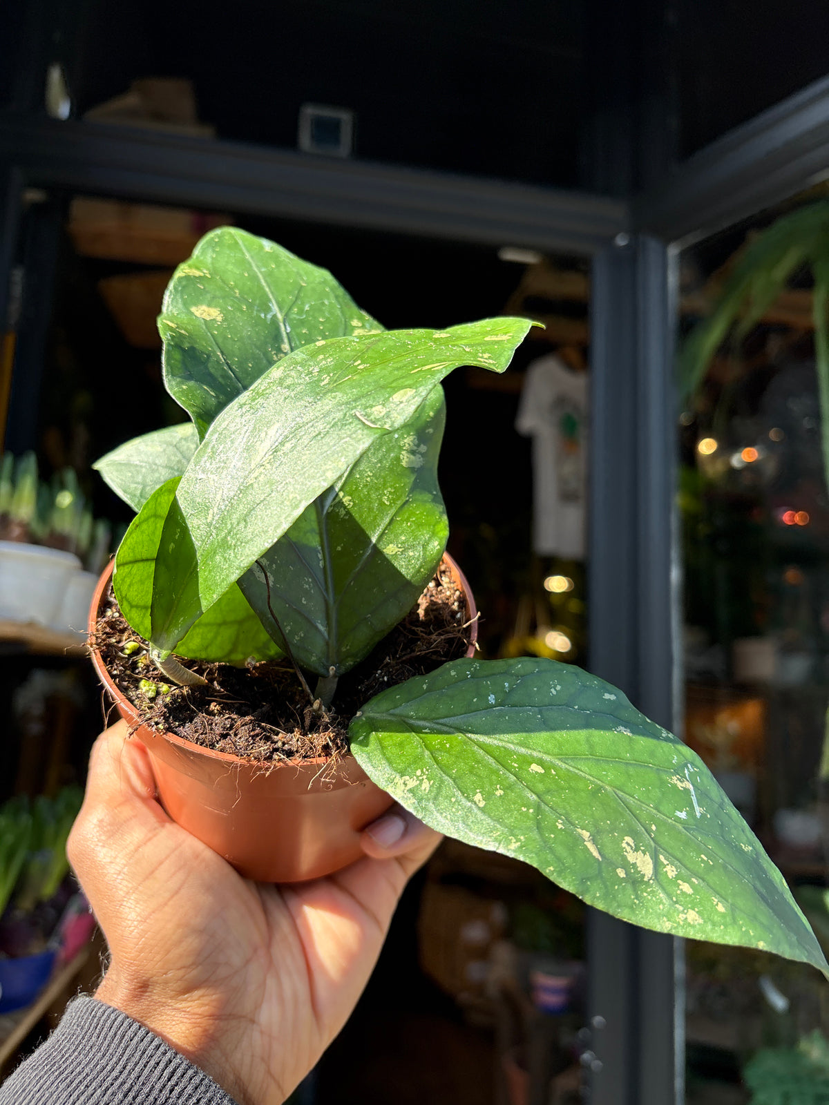 Hoya Sp Gayo | 10.5cm pot