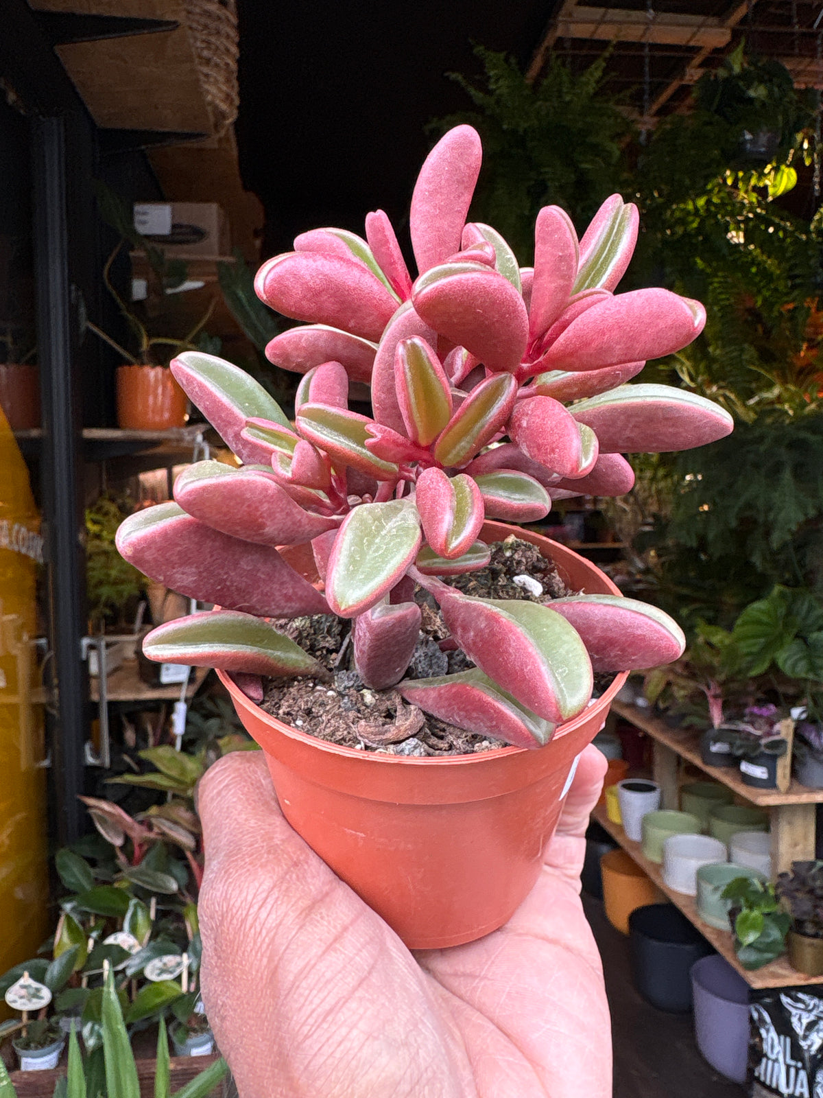 Peperomia Graveolens | 8.5cm pot
