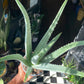 A Aloe Vera plant also know as Aloe barbadensis miller in front of Urban Tropicana&