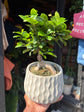 Ficus Microcarpa ‘Ginseng’ | 16cm ceramic decorative pot