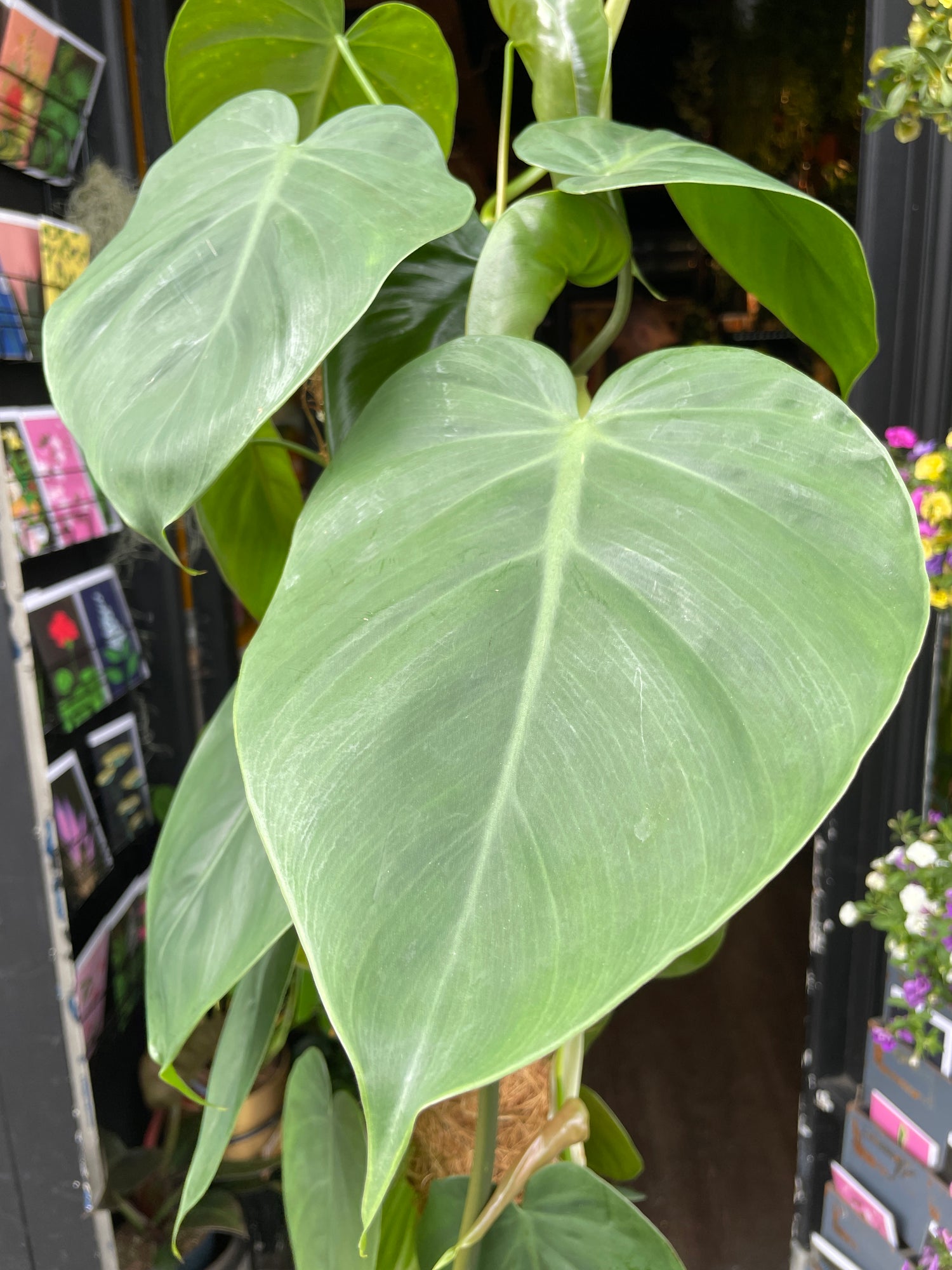 A Philodendron Scandens also known as a Heart Leaf Philodendron in front of Urban Tropicana’s store in Chiswick, London
