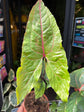 Alocasia Black Jack | 12cm pot