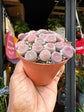 Lithops | 8.5cm pot