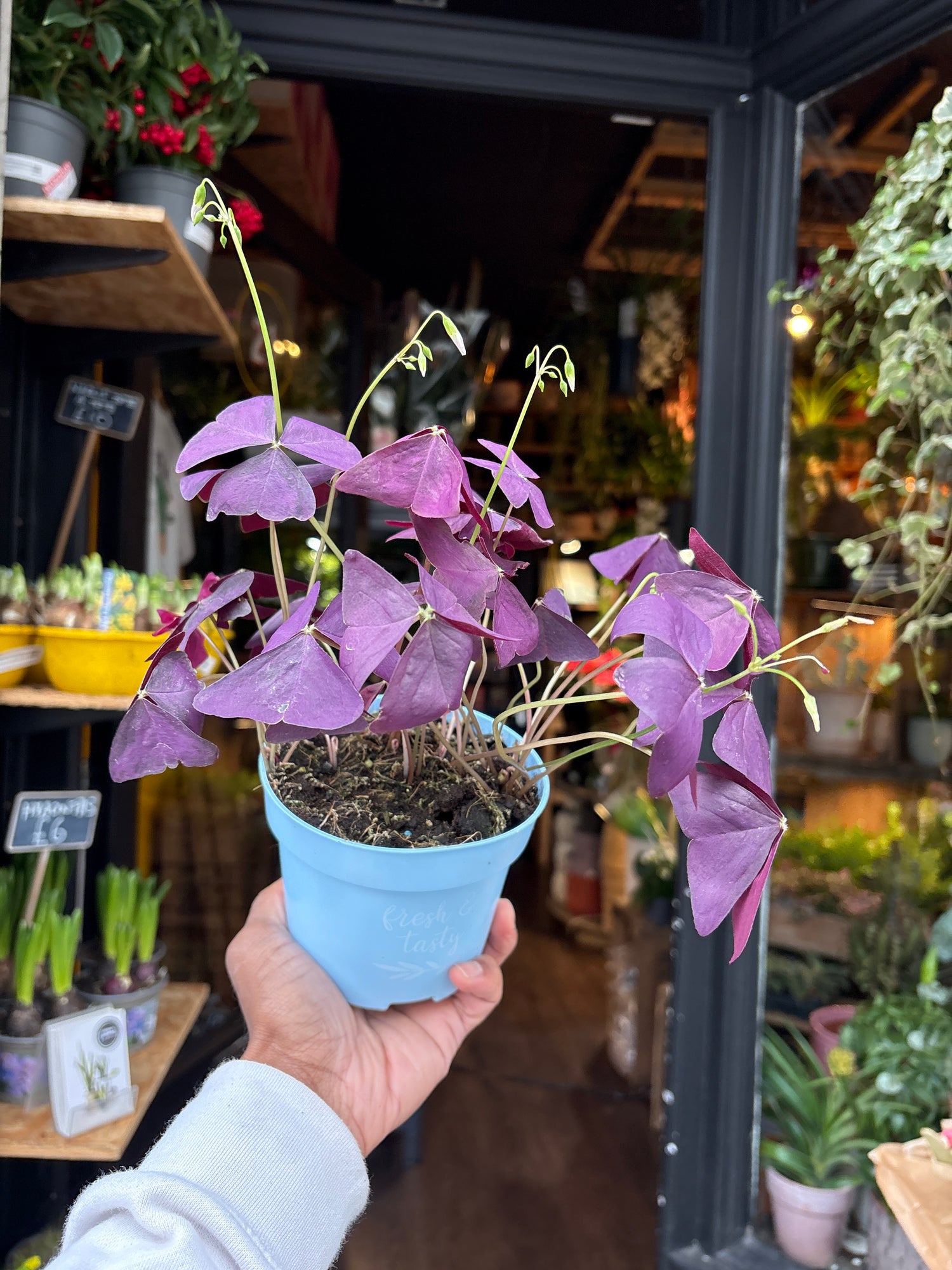 A Oxalis Triangularis plant in front of Urban Tropicana’s Plant Shop in Chiswick London