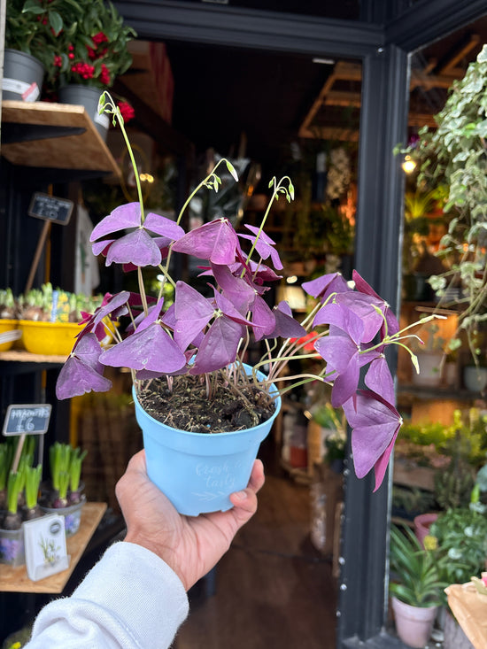 A Oxalis Triangularis plant in front of Urban Tropicana’s Plant Shop in Chiswick London