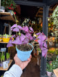 A Oxalis Triangularis plant in front of Urban Tropicana’s Plant Shop in Chiswick London