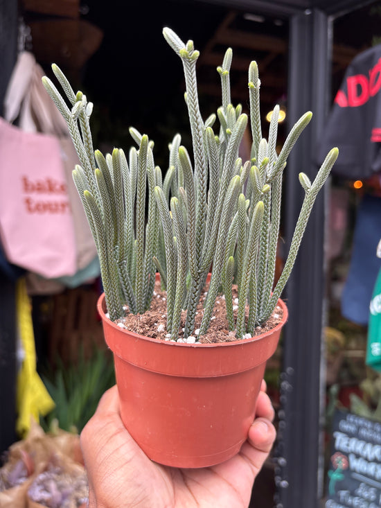 Crassula muscosa &