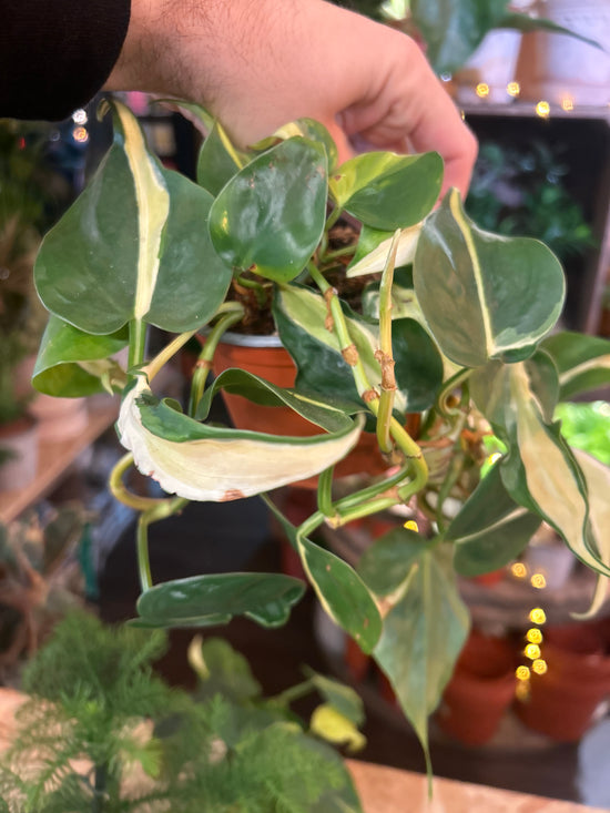 Philodendron Scandens Rio | 12cm pot