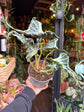 Alocasia Loco | 14cm pot