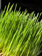 Cat grass | 16cm pot