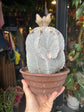 Astrophytum Myriostigma (B) | 20cm pot