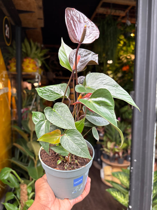 Anthurium Black Love | 12cm pot