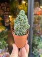 Cereus Peruvianus Florida | 5.5cm pot