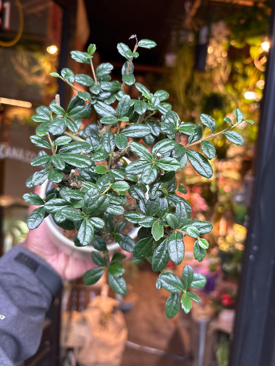 Bonsai Carmona | 11cm pot