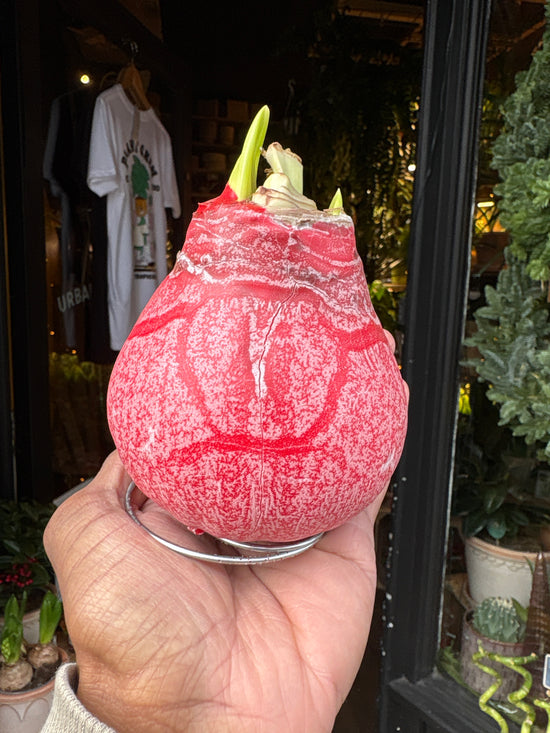 Amaryllis Wax Glitter | Red Matt