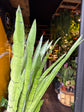 Sansevieria Spearmint | 14cm pot
