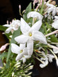 Jasmine Polyanthum | 12cm pot