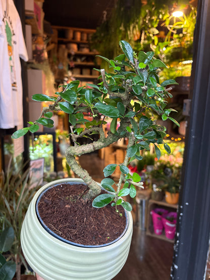 Bonsai Carmona | 19cm green ceramic pot