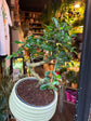 Bonsai Carmona | 19cm green ceramic pot