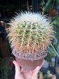 Echinocactus Grusonii | 18cm pot
