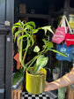 Monstera Burle Marx Flame | 15cm pot
