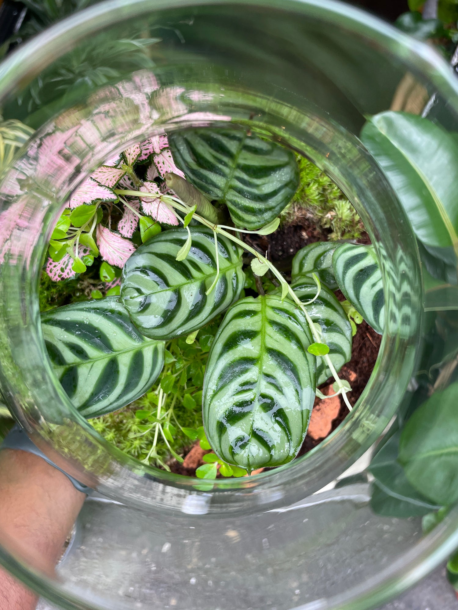 A Terrarium Erlenmeya in front of Urban Tropicana&