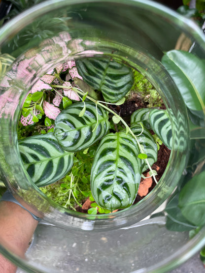 A Terrarium Erlenmeya in front of Urban Tropicana&