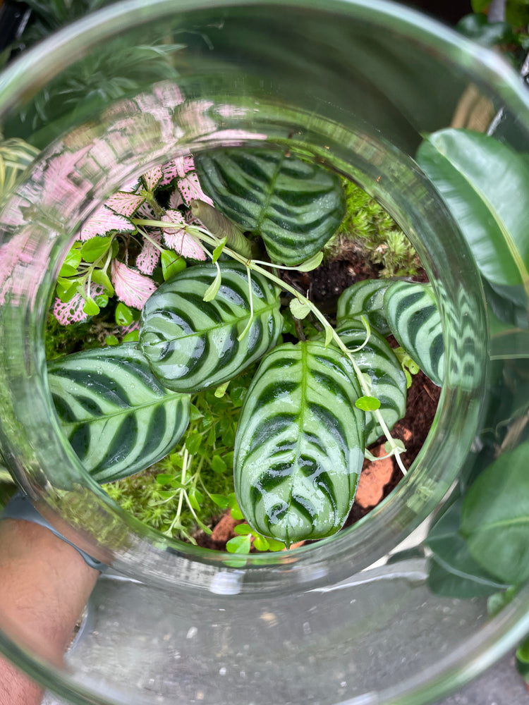 A Terrarium Erlenmeya in front of Urban Tropicana&