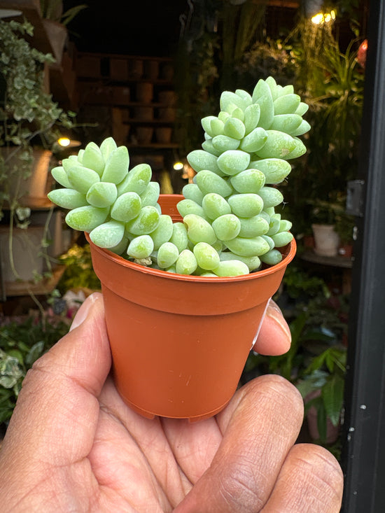 Sedum Burrito | 5.5cm pot