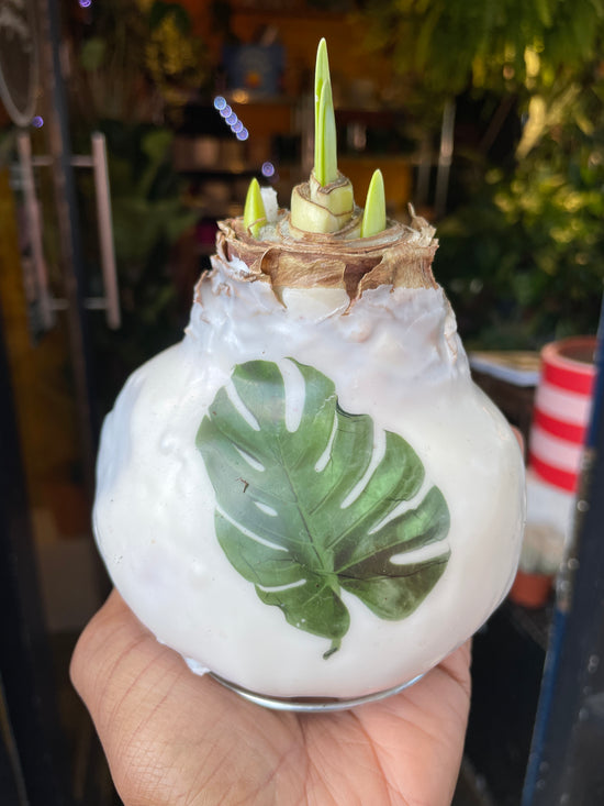 Amaryllis Wax Bulb | Botanical