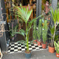 A Howea Forsteriana plant also known as a Kentia Plant in front of Urban Tropicana&