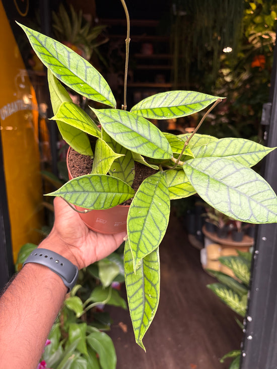 Hoya callistophylla ‘Kal 16’ Star of Somoa | 12cm pot