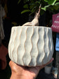Ficus Microcarpa ‘Ginseng’ | 16cm ceramic decorative pot