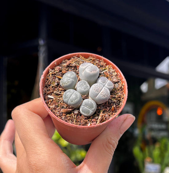 A Lithop Red plant also known as Living Stones in front of Urban Tropicana&