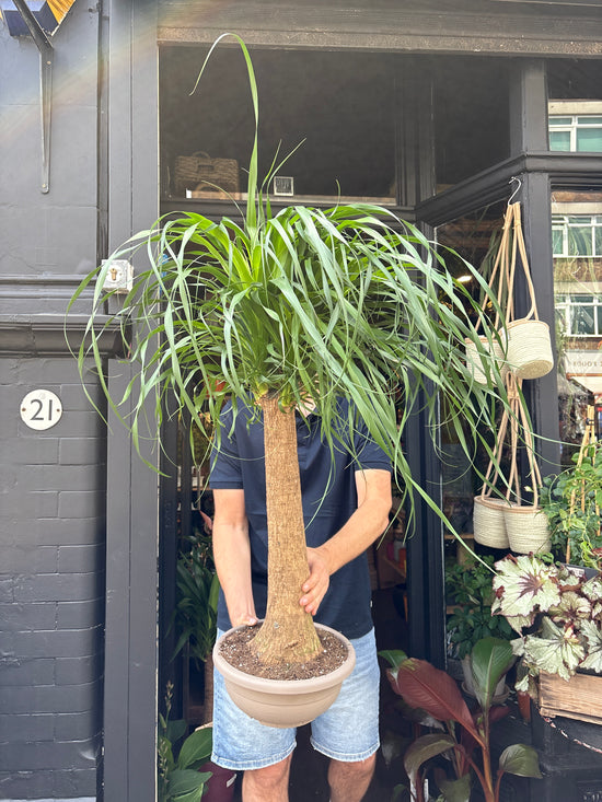 Beaucarnea Recurvata | 27cm pot