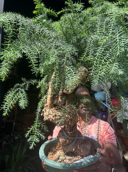 Araucaria Cunninghamii | 27cm pot