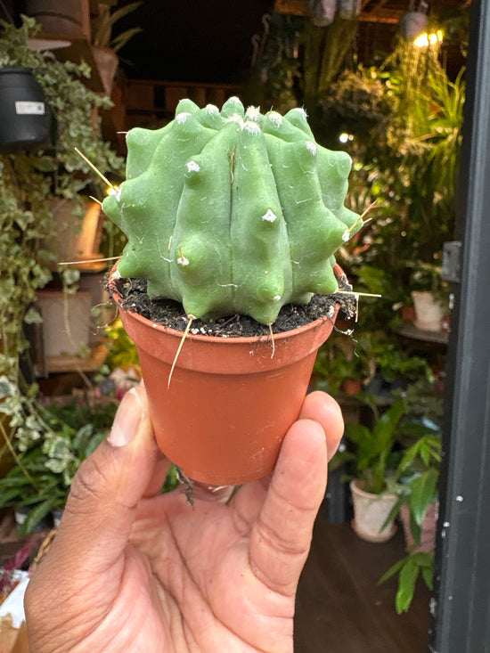 A Ferocactus Glaucescens Inermis plant also known as a Blue Barrel Cactus in front of Urban Tropicana&