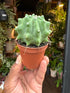 A Ferocactus Glaucescens Inermis plant also known as a Blue Barrel Cactus in front of Urban Tropicana&