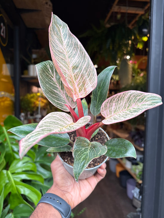 Philodendron Birkin ‘Pink Bikini’ | 10cm pot