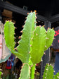 Euphorbia Candelabrum | 17cm pot