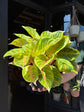 Aglaonema Rose Parakeet | 19cm pot